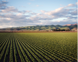 terrain avec des plantations, des montagnes vertes au second plan et un ciel nuageux