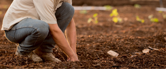 terrain avec des plantations, des montagnes vertes au second plan et un ciel nuageux