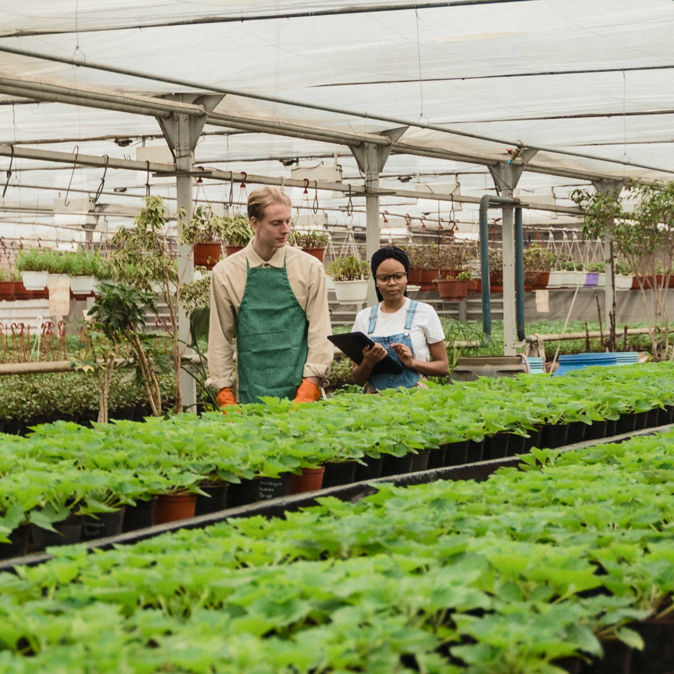 terrain avec des plantations, des montagnes vertes au second plan et un ciel nuageux